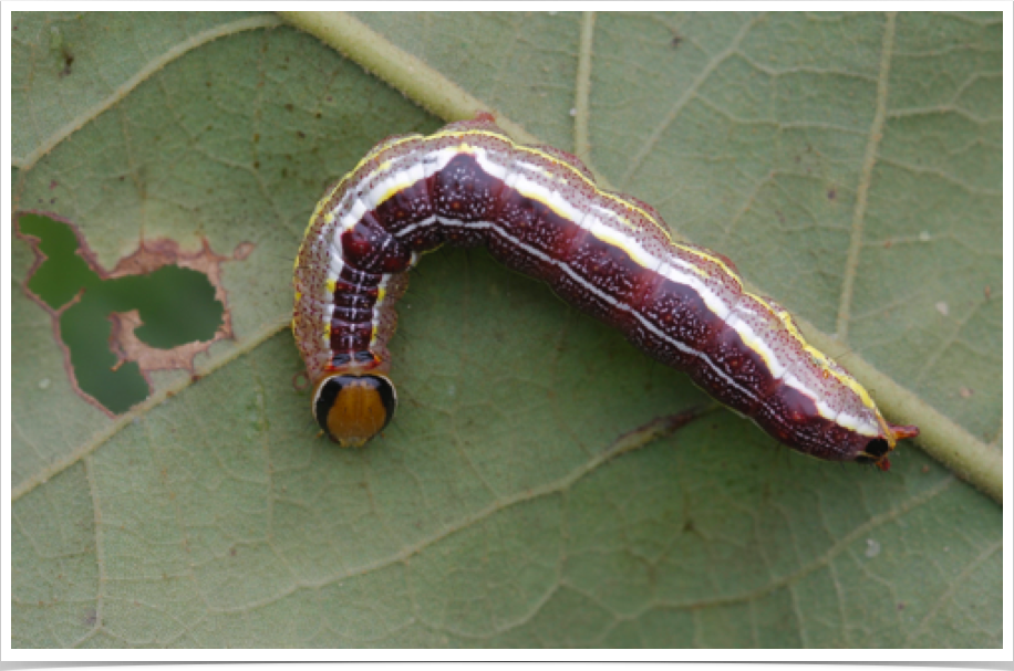 Variable Oakleaf Caterpillar on Post Oak
Lochmaeus manteo
Bibb County, Alabama